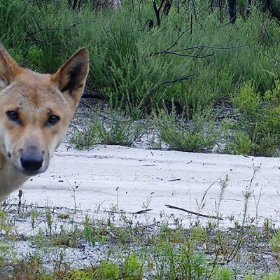 Wild dingo looking at the camera.